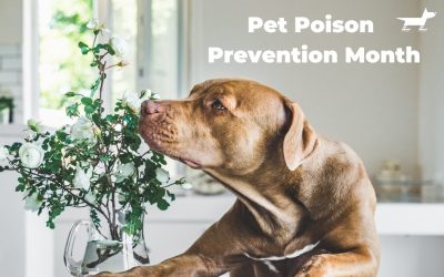 Pet Poison Prevention Month