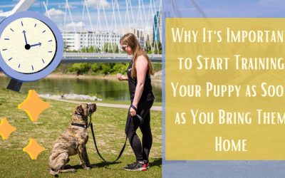 Why It’s Important to Start Training Your Puppy As Soon as You Bring Them Home in Edmonton, Alberta!