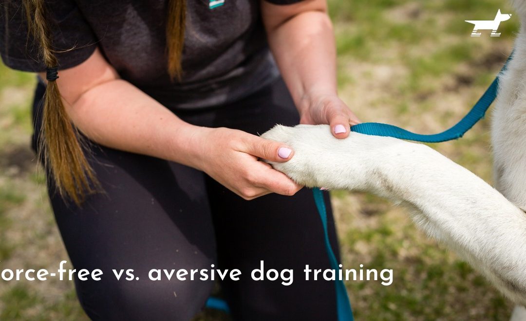 The Difference Between Force-Free Dog Training and Aversive Dog Training in Edmonton, Alberta