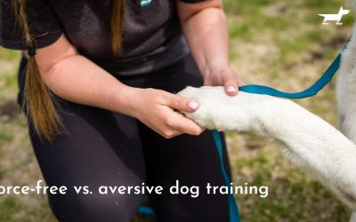The Difference Between Force-Free Dog Training and Aversive Dog Training in Edmonton, Alberta
