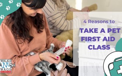 4 Reasons to Take a Pet First Aid Class