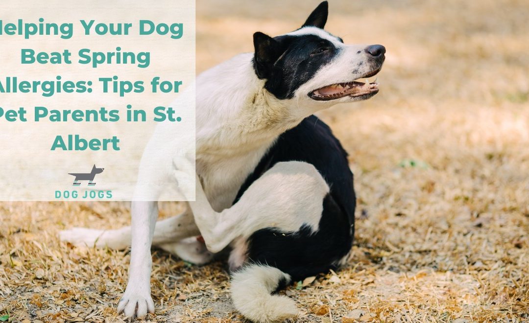 Helping Your Dog Beat Spring Allergies: Tips for Pet Parents in St. Albert