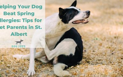 Helping Your Dog Beat Spring Allergies: Tips for Pet Parents in St. Albert