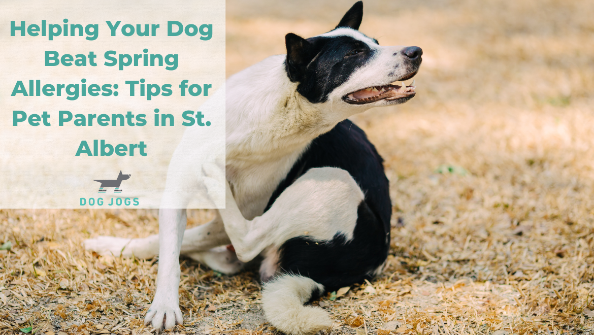 Helping Your Dog Beat Spring Allergies Tips for Pet Parents in St. Albert