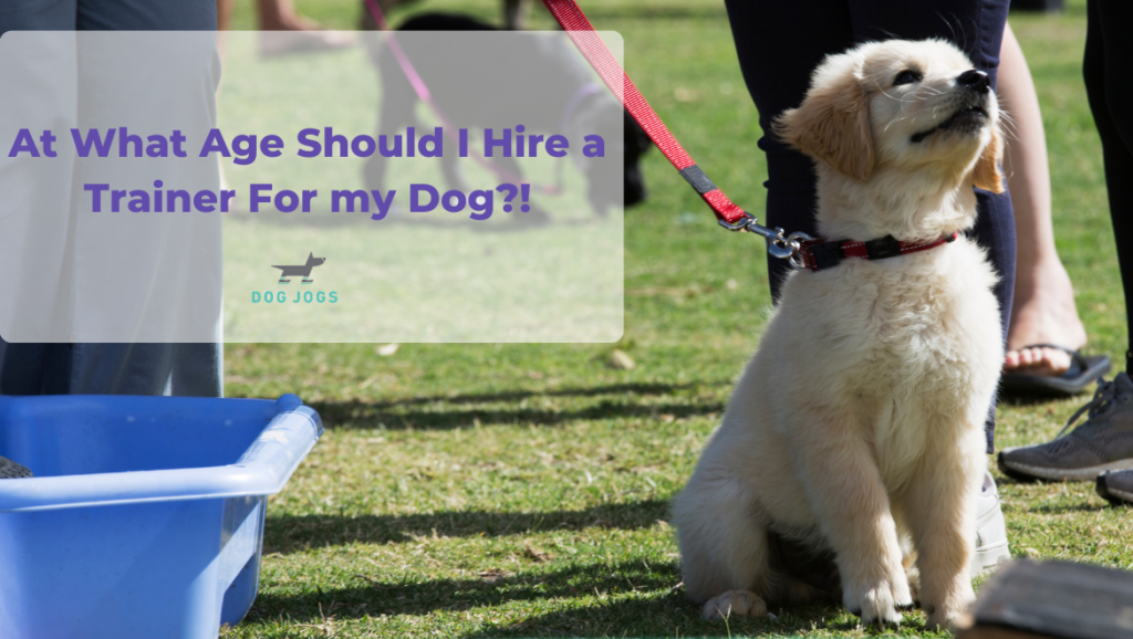 At What Age Should I Hire a Dog Trainer For My Dog? | Dog Training ...