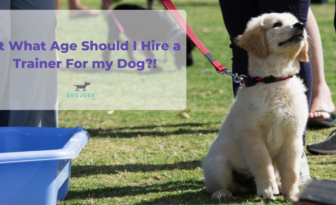 At What Age Should I Hire a Dog Trainer For My Dog?