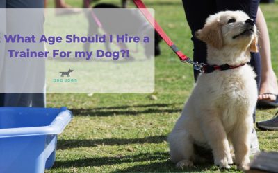 At What Age Should I Hire a Dog Trainer For My Dog?