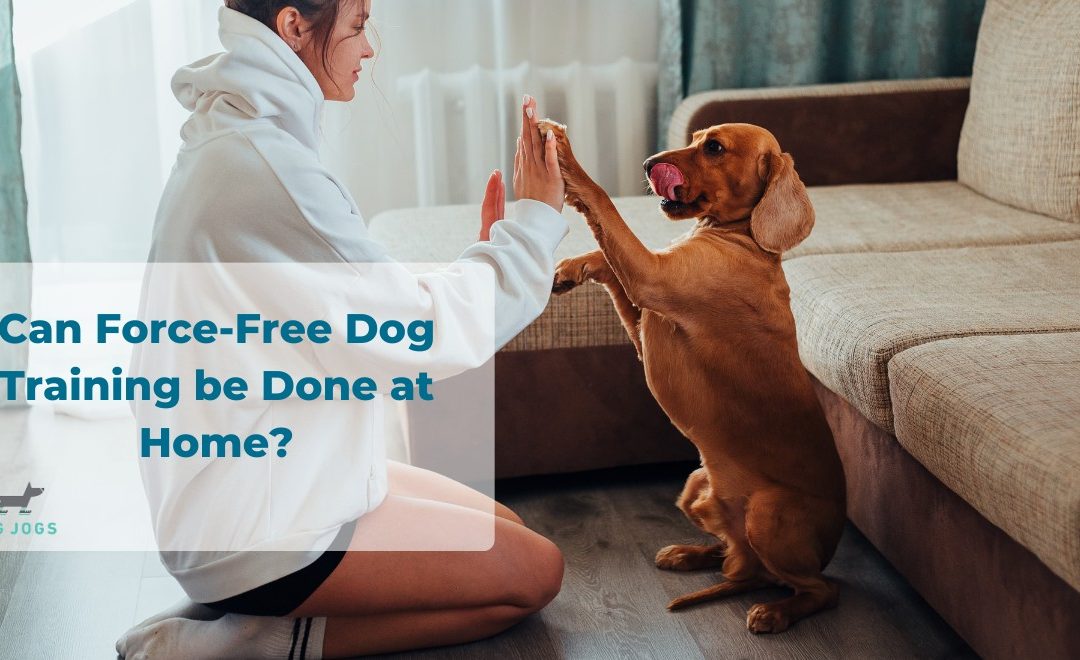 Can Force-Free Dog Training Be Done At Home?