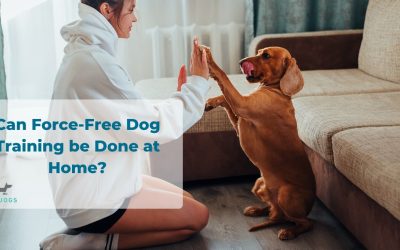 Can Force-Free Dog Training Be Done At Home?