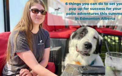 set your pup up for success on the patio