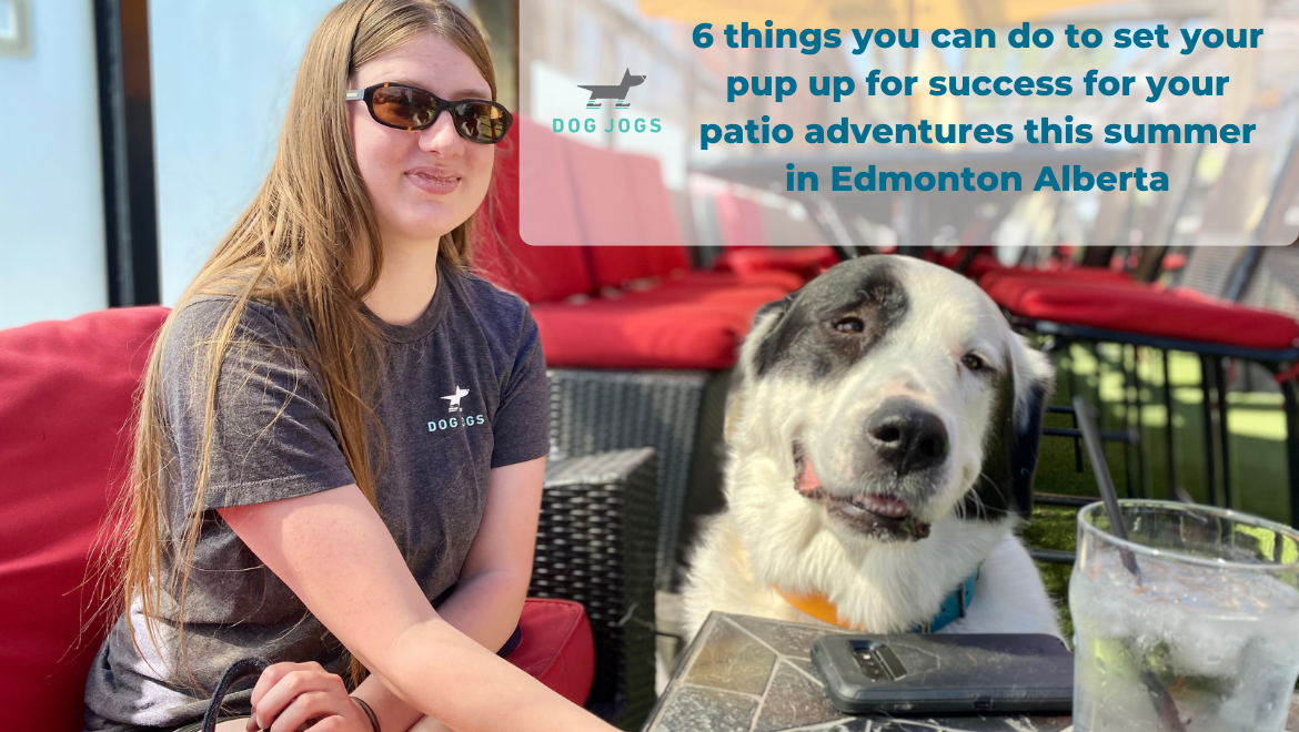 set your pup up for success on the patio