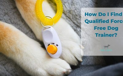 How Do I Find a Qualified Force-Free Dog Trainer?