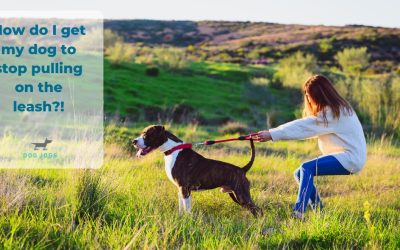 How Do I Get My Dog To Stop Pulling On The Leash?!