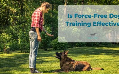 Is Force-Free Dog Training Effective?