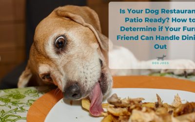 Is Your Dog Restaurant-Patio Ready? How to Determine if Your Furry Friend Can Handle Dining Out