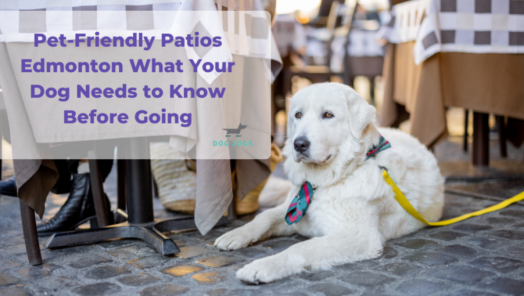 pet-friendly-patios-edmonton-what-your-dog-needs-to-know-before-going