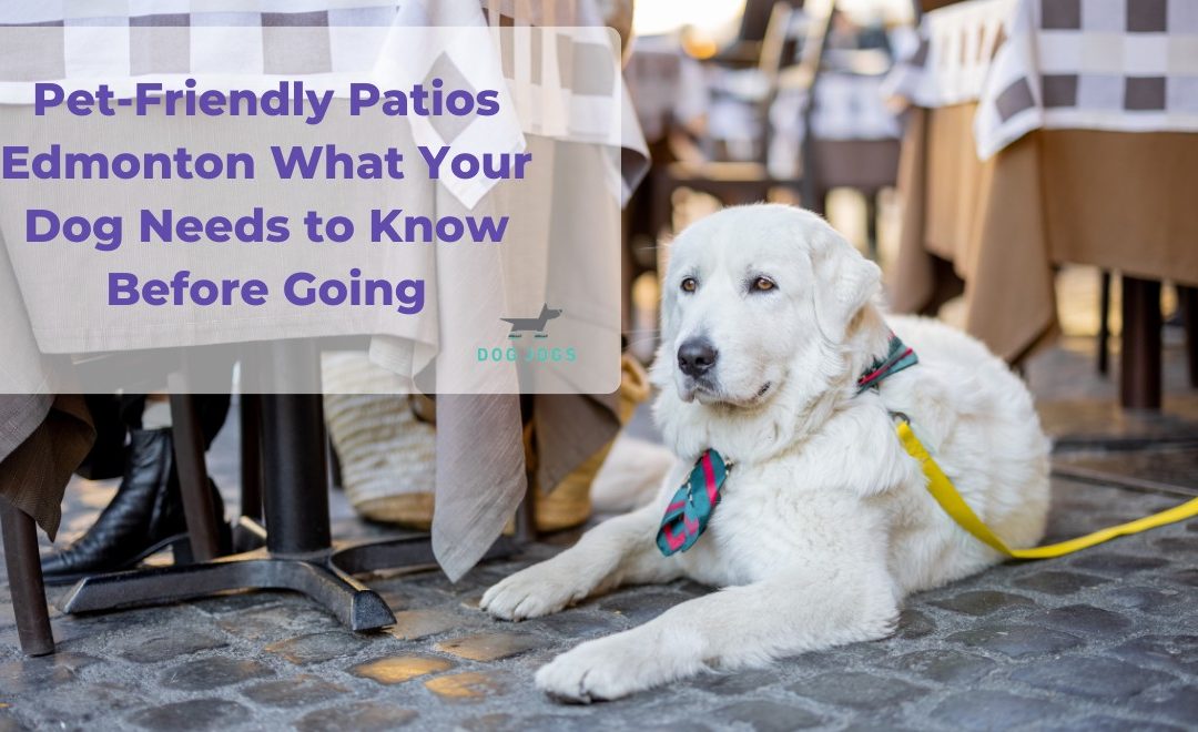 Pet-Friendly Patios Edmonton What Your Dog Needs to Know Before Going