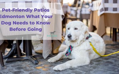 Pet-Friendly Patios Edmonton What Your Dog Needs to Know Before Going