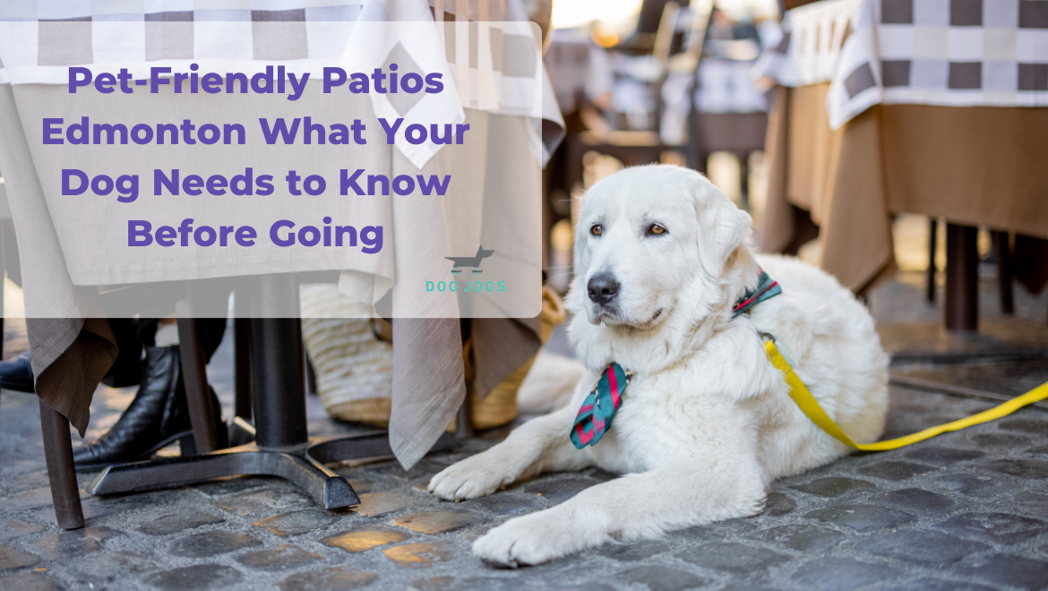 Pet-Friendly Patios Edmonton What Your Dog Needs to Know Before Going