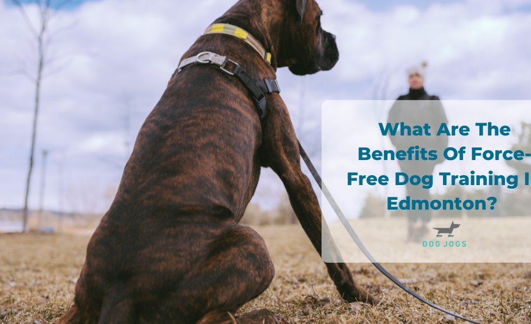 What Are The Benefits Of Force-Free Dog Training In Edmonton?