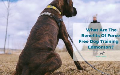 What Are The Benefits Of Force-Free Dog Training In Edmonton?