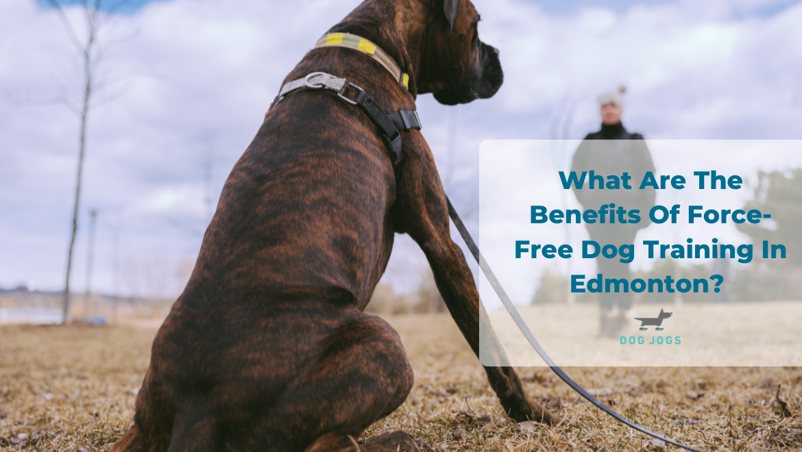 What Are The Benefits Of Force-Free Dog Training
