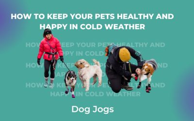 How to keep your pets healthy and happy in cold weather