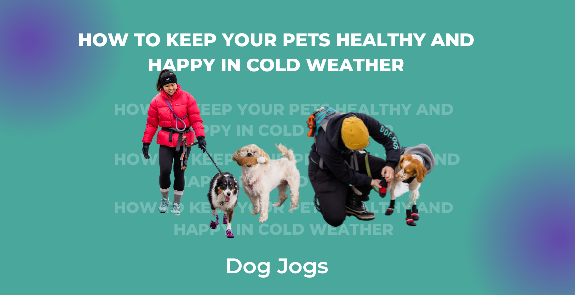 How to keep your pets healthy and happy in cold weather
