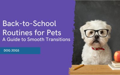 Back to school Routine for pets