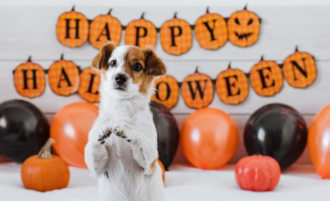 Making Halloween a Treat for Your Furry Friends