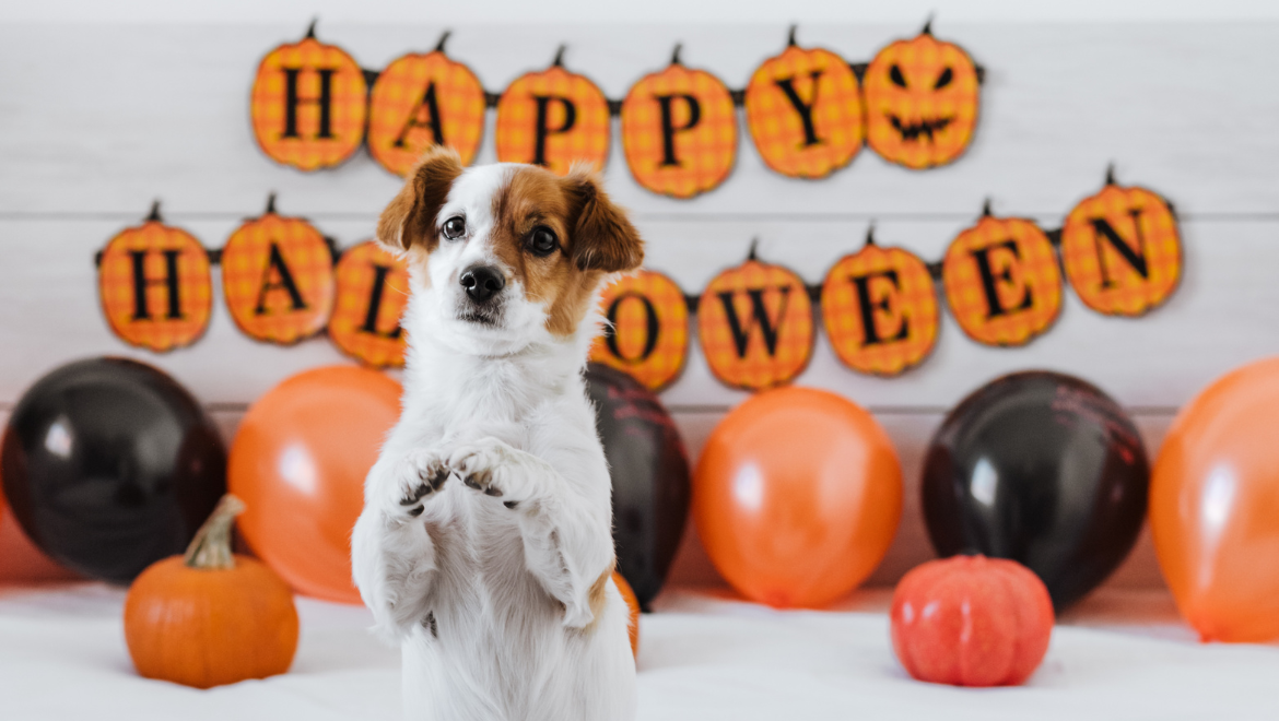 Dogs Halloween | Dog Jogs