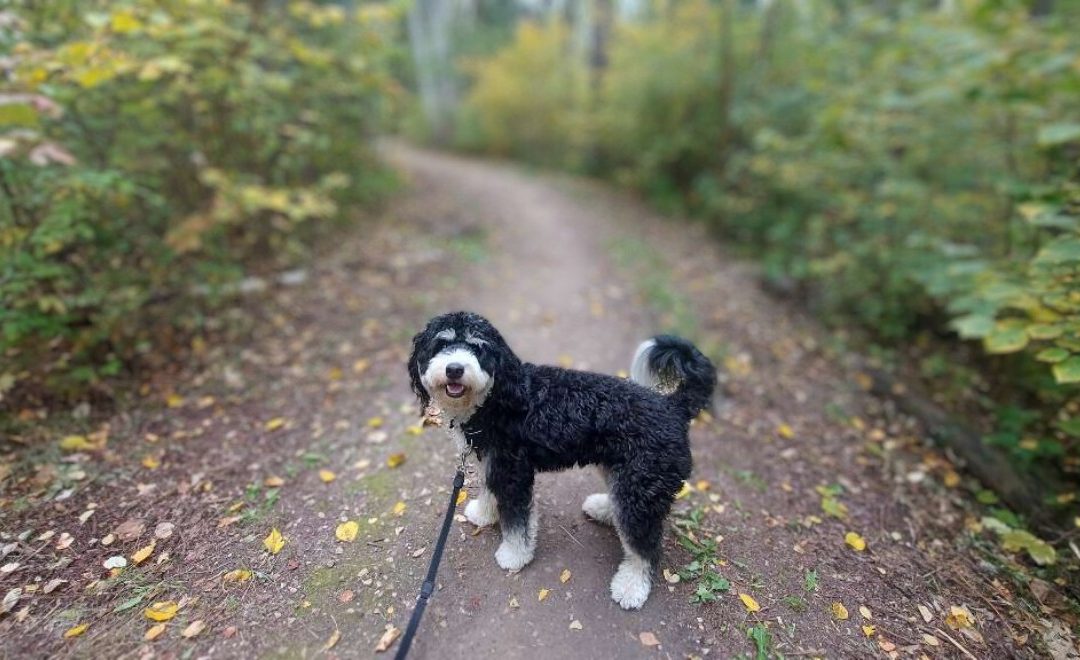 A Journey to Success: Chewie’s Tail-Wagging Transformation with Dog Training in Edmonton, Alberta