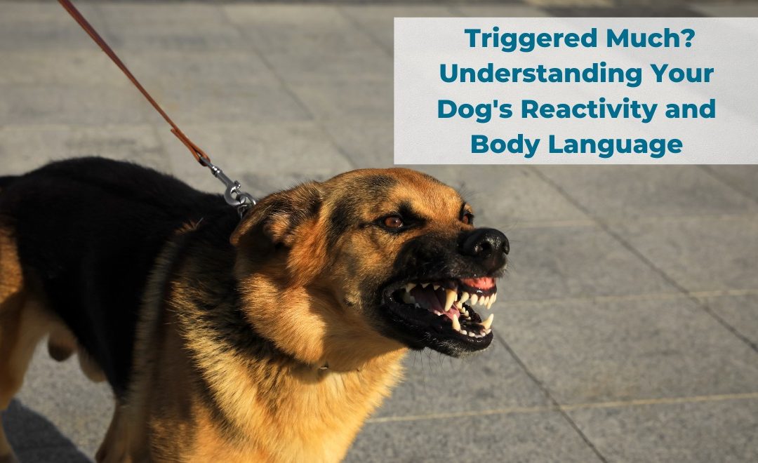 Triggered Much? Understanding Your Dog’s Reactivity and Body Language