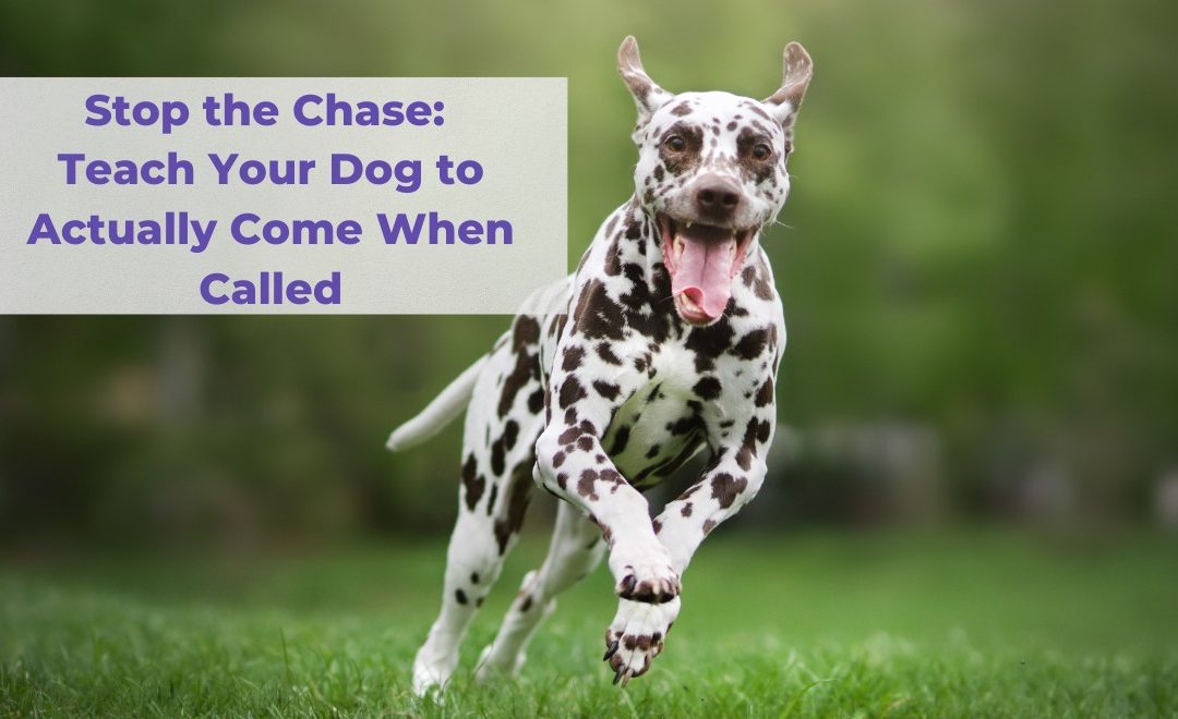 Stop the Chase: Teach Your Dog to Actually Come When Called