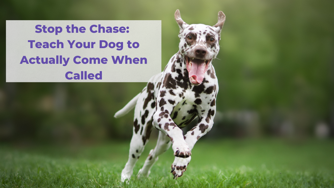 how do you teach a stubborn dog recall