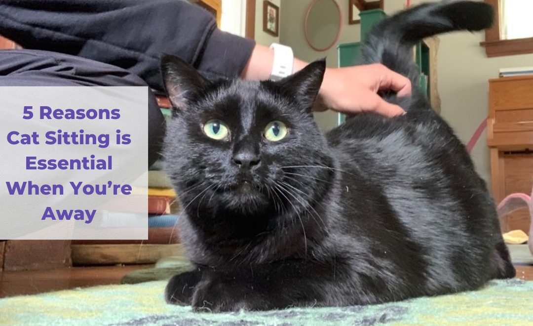 5 Reasons Cat Sitting is Essential When You’re Away