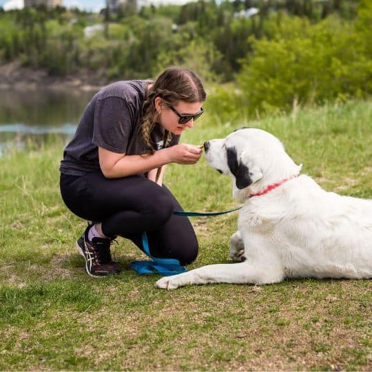 Adult Training Dog Jogs Dog Training Edmonton