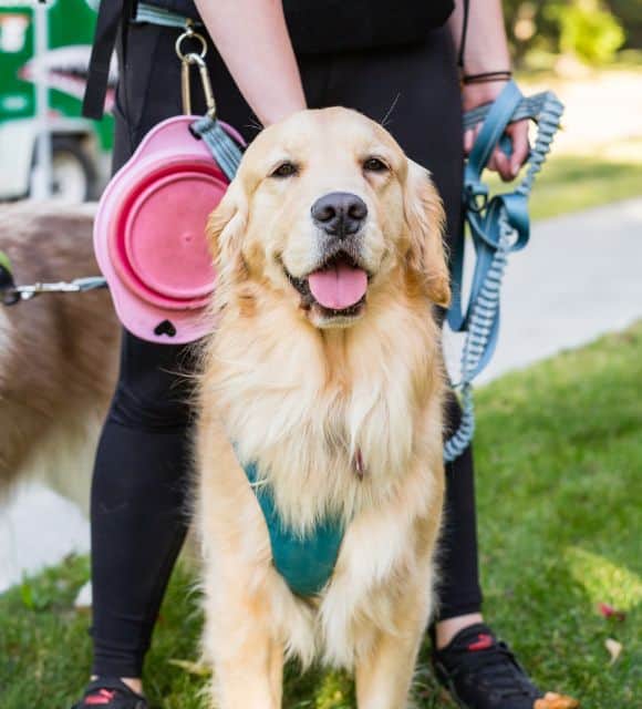 Edmonton's Favourite Dog Walkers and Dog Joggers