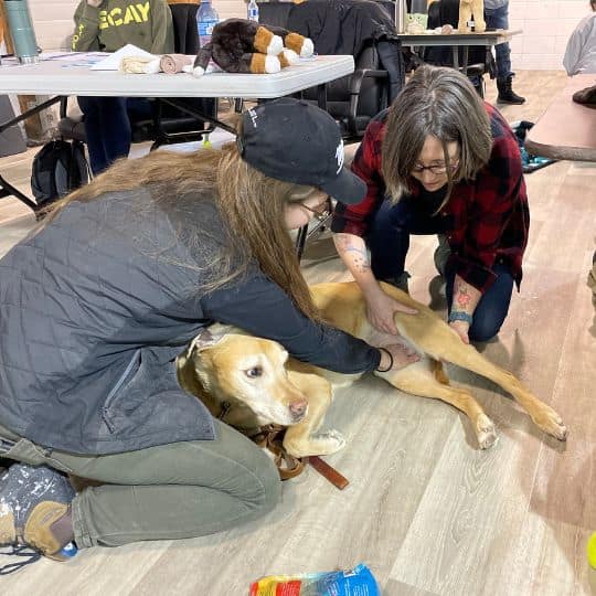 Pet First Aid Course in Edmonton AB Dog Jogs and Private Classes Pet First Aid Course in Edmonton AB Dog Jogs and Private Classes