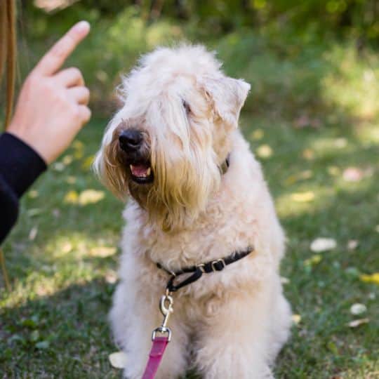 Reactivity Training Dog Jogs Dog Training Edmonton