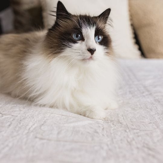 Reliable Cat Sitting Services in Edmonton