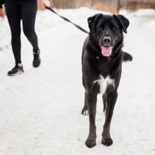 Teenage Tamer Dog Jogs Dog Training Edmonton