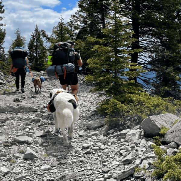 Dog Jogs Dog Training
