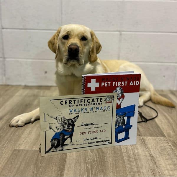 Courses Pet First Aid Walks n Wags
