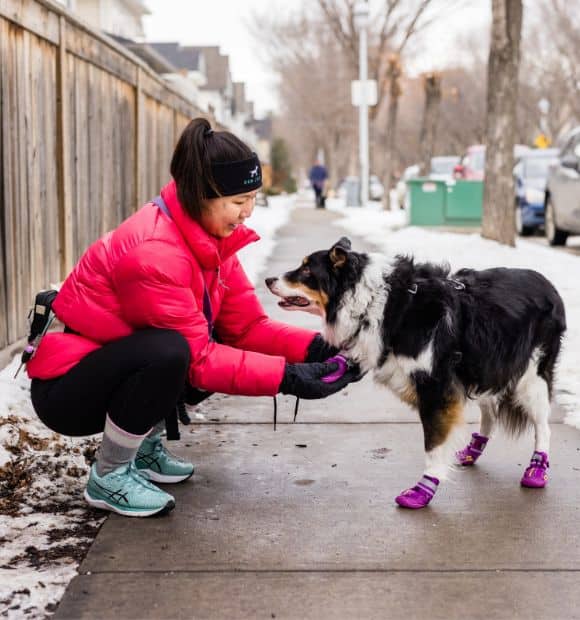 Dog walking taking a break in the snow in Edmonton Our Core Values