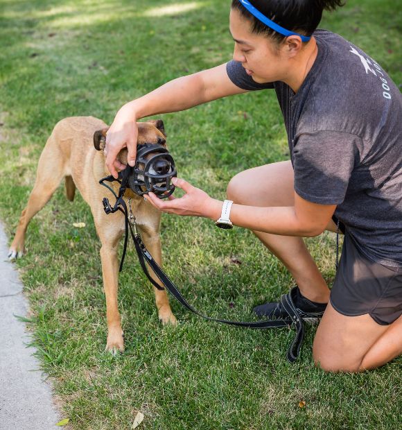 Dog Jogs Transparency