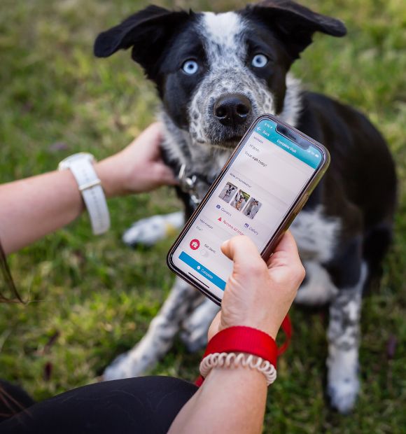 Dog Jogs Trust