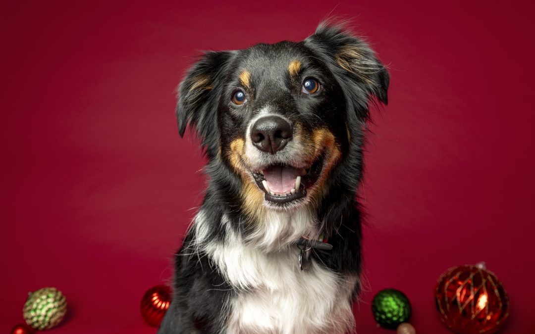 Where To Get Your Pet’s Photo with Santa in Edmonton and Area 2025