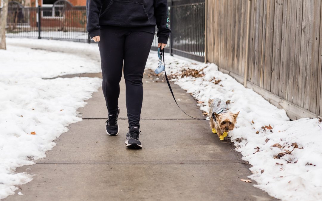 Winter Dog Walking in Sherwood Park