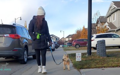 Rover Alternative in Edmonton